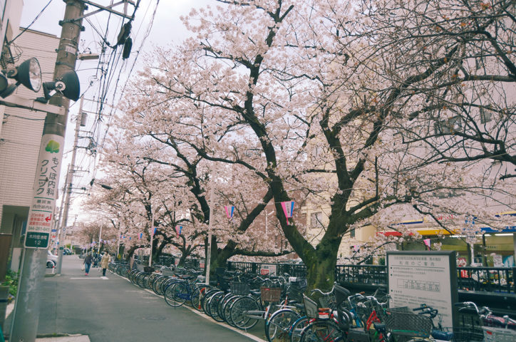 川崎市中原区「桜咲き　春の訪れ」スポット