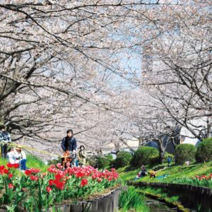横浜・都筑の「桜の名所」で一息を　 散策後は人気パン屋へ