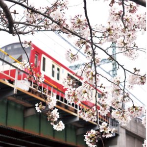 〈撮影スポット〉赤い電車と桜の競演 ！横浜市西消防署裏手の石崎川