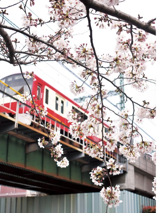〈撮影スポット〉赤い電車と桜の競演 ！横浜市西消防署裏手の石崎川