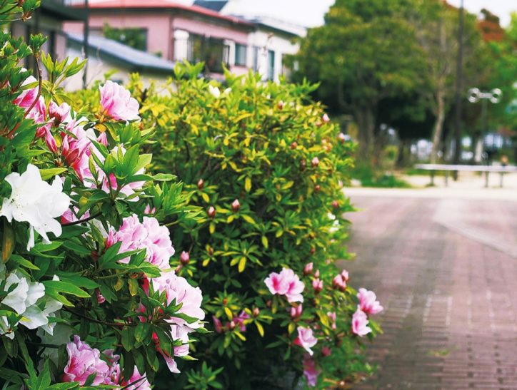 茅ヶ崎市の花「つつじ」が色鮮やかに咲き誇るつつじ公園