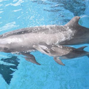 【動画配信】新江ノ島水族館のイルカの赤ちゃんと会える　すくすく成長中