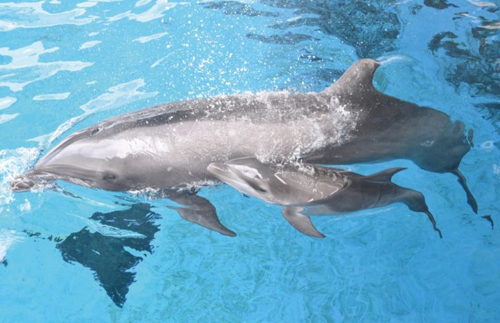【動画配信】新江ノ島水族館のイルカの赤ちゃんと会える　すくすく成長中