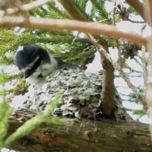 〈神奈川県内で初〉野鳥リュウキュウサンショウクイ営巣を秦野市で確認　繁殖に期待