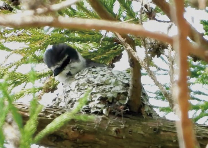 〈神奈川県内で初〉野鳥リュウキュウサンショウクイ営巣を秦野市で確認　繁殖に期待