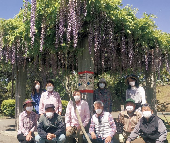 川島町向台公園で「地域の誇り」藤の花が初夏の訪れを告げる【横浜・保土ヶ谷区】　