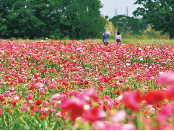 ポピーが満開 平塚 イシックス馬入 のお花畑が一面ピンクの絨毯に 神奈川 東京多摩のご近所情報 レアリア