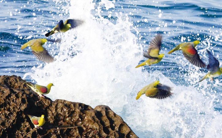 ＜国内最大級の飛来地＞大磯町の鳥「アオバト」2020年も海水求め照ヶ崎海岸へ