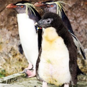 ペンギン島のひなの様子をユーチューブで公開中【三浦・油壺マリンパーク】6/1より営業再開