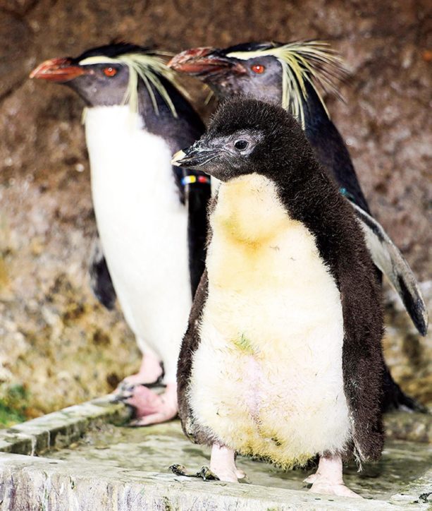 ペンギン島のひなの様子をユーチューブで公開中【三浦・油壺マリンパーク】6/1より営業再開