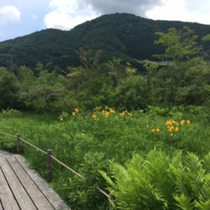 〈5月27日より通常開園〉『箱根湿生花園』新緑の季節に湿原の花々を愛でながら木道散策！