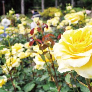 相模原北公園に色鮮やかなバラ＜85品種・約1900株咲く＞