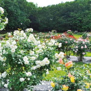 町田市野津田公園でバラ840株が華やかに咲き誇る【場所移転前最後の見頃】