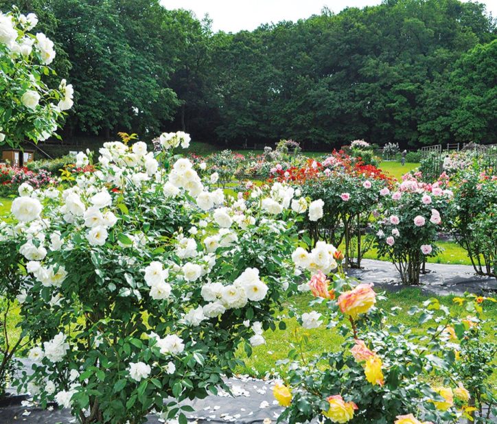 町田市野津田公園でバラ840株が華やかに咲き誇る【場所移転前最後の見頃】