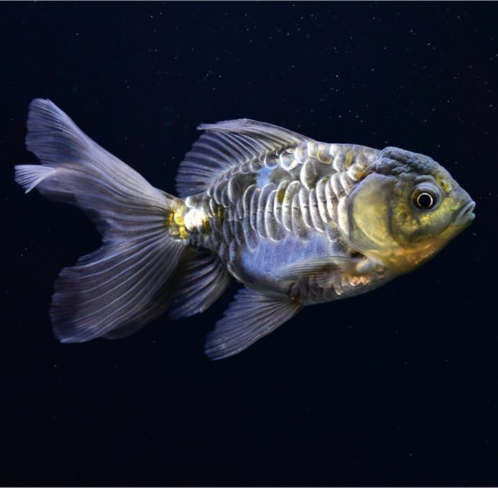 エノスイで珍しい金魚、８品種12個体を水槽に展示【新江ノ島水族館】