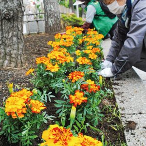 鎌倉若宮大路沿いに「マリーゴールド800株」かまくら桜の会員らが植栽