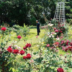 「100品種のバラが見頃」 大輪のウィンザーカナダも＠藤沢市大庭城址公園