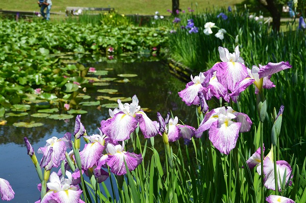 6月2日より屋外開園 小田原フラワーガーデン 花菖蒲 睡蓮 紫陽花などが見頃に 夏バラも 神奈川 東京多摩のご近所情報 レアリア