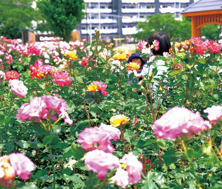 咲き乱れる鮮やかなバラ　秦野市カルチャーパークで満開