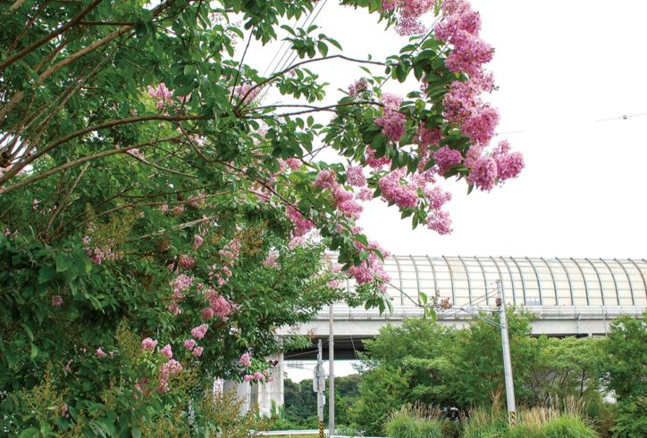 夏の風に揺れる ピンク百日紅（さるすべり）咲く＠秦野市