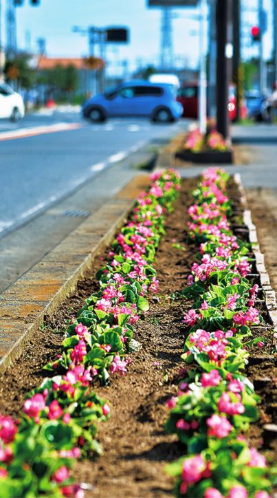 イエローからピンクの花に衣替え⁉寒川町の産業道路は花ざかり