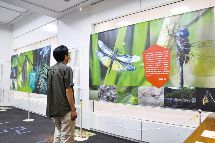 迫力満点「むしってすごい！昆虫写真家が切り取った驚きのむしワールド」開催 @あつぎ郷土博物館