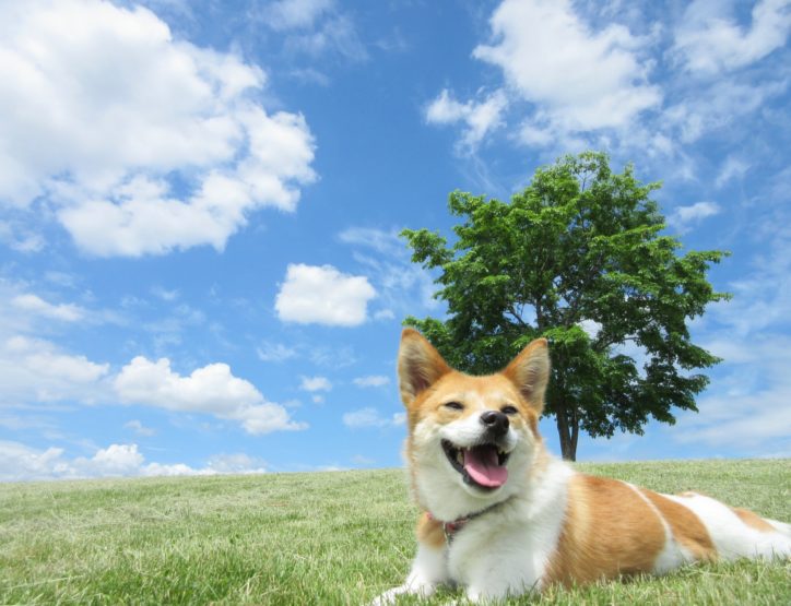 秦野戸川公園公式ＳＮＳスタート記念で「愛犬自慢写真」募集中！