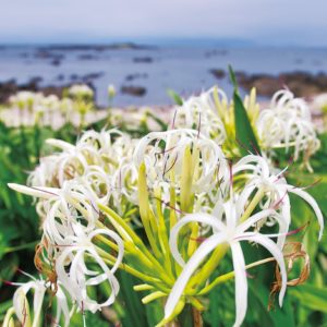 横須賀の天神島臨海自然教育園で”ハマユウ”見ごろ　夏の訪れ報せる海の白花　