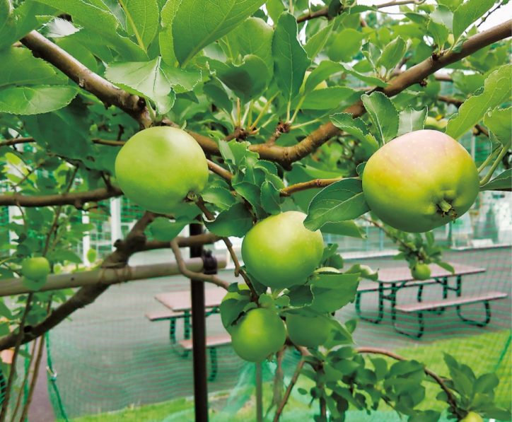 ニュートンのリンゴをプレゼント ＠神奈川工科大学