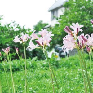 風にゆれる、ピンク色の花「夏水仙」が見ごろ＠秦野市千村
