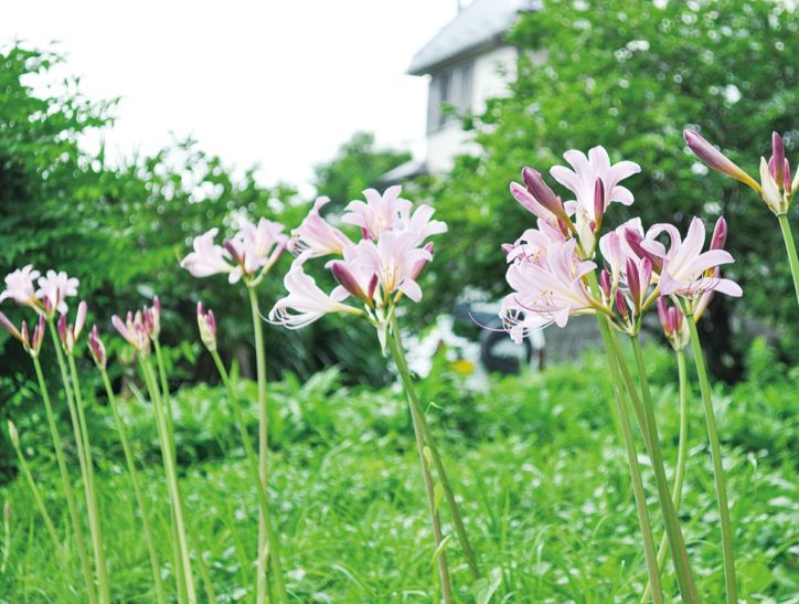 風にゆれる、ピンク色の花「夏水仙」が見ごろ＠秦野市千村