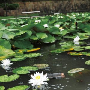【横浜市都筑区】水面で花開く一面の睡蓮＠山田富士公園