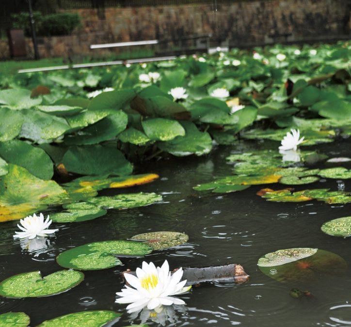 【横浜市都筑区】水面で花開く一面の睡蓮＠山田富士公園