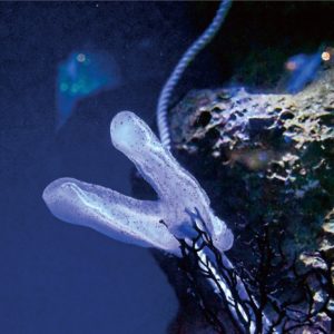 江の島沖で79年ぶりに発見 「コトクラゲ」展示中＠新江ノ島水族館