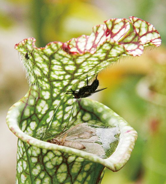 箱根湿生花園 世界の食虫植物 大集合 約100種 700点を展示 特別販売も 神奈川 東京多摩のご近所情報 レアリア