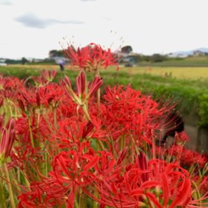 今が見頃！小出川に連なる３kmの紅の帯・彼岸花（ヒガンバナ）を見に行こう