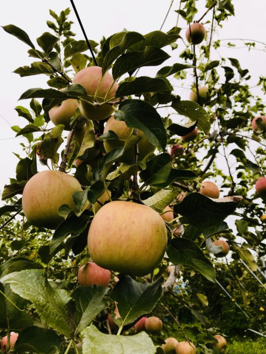 旬のリンゴを発見！ 神山果樹園で実りの秋