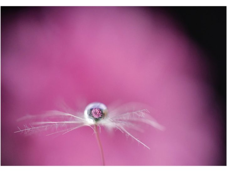 小林伸太郎さんの写真展「花しずく」肉眼で理解できない世界 【町田市薬師池公園】