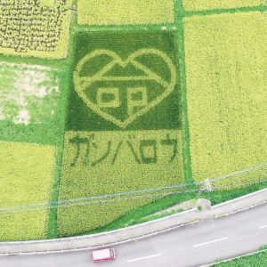 命育む稲からエール 中井町に田んぼアートが見ごろ！10月27日稲刈予定