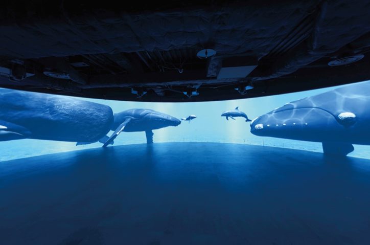 【夜カワスイ 限定 】スクリーン上でイルカやクジラを紹介 ＠川崎水族館