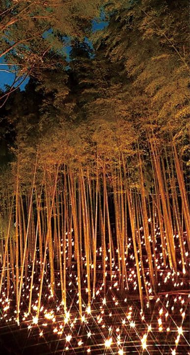 横浜市港北区・幻想的な竹灯籠まつりを楽しむ＠小机城址市民の森
