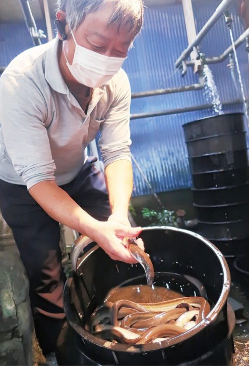 井戸水を使った生け簀の中には500匹超えの丸々としたうなぎ＠藤沢市・安藤養鰻場