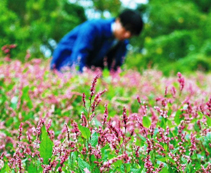 藍色の原料になる植物の花は可憐なピンク色 藤沢 神奈川 東京多摩のご近所情報 レアリア