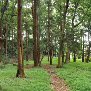 【栄の森へ行こう】飯島市民の森（いいじましみんのもり） 面積：約６ha
