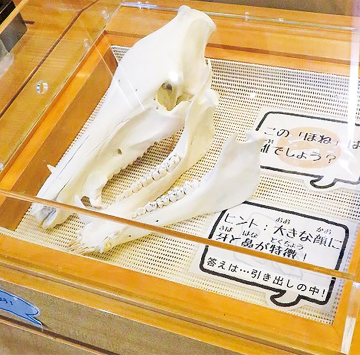 イノシシの頭骨展示＠津久井城山公園パークセンター