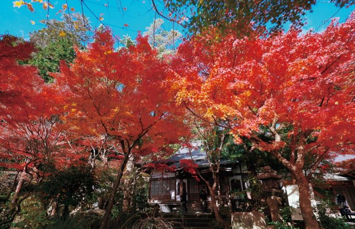 「紅葉ゆったり楽しんで」鎌倉の覚園寺で開門時間延長　ライトアップも！