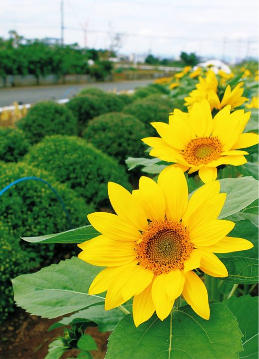 2020年初開花「冬のひまわり」500本が川辺に＠茅ヶ崎市