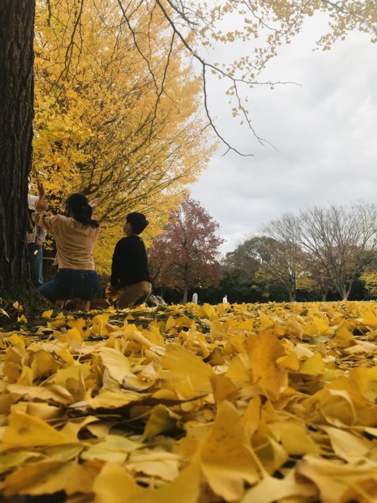 まるで黄金のじゅうたん!? 藤沢市の御殿辺公園に秋の訪れ