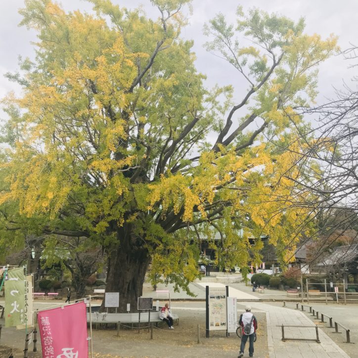 樹齢700年！藤沢・遊行寺の大イチョウが堂々たる枝ぶり