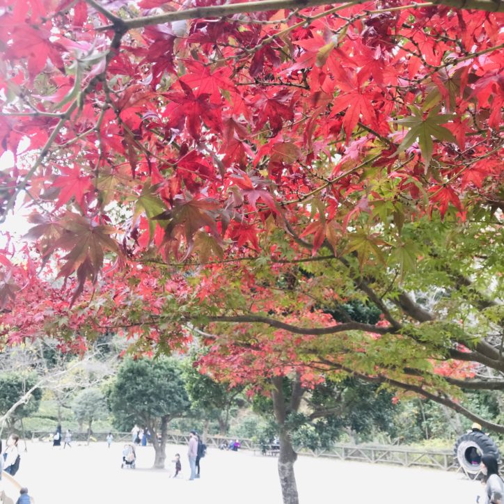 古民家と紅葉の色づきに感じる日本の原風景＠新林公園